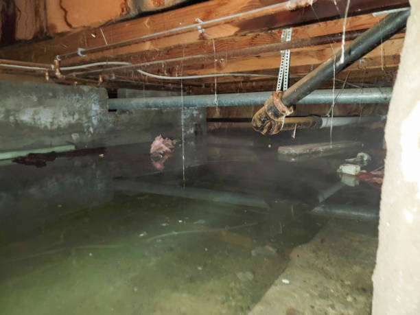 Best Professional water damage repair  in Duquesne, PA